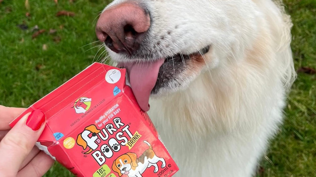 Why it is important to keep your dog hydrated?