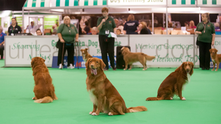 Dog Shows and Dog Fun Days