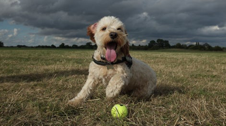 About Barking Bags & how we started