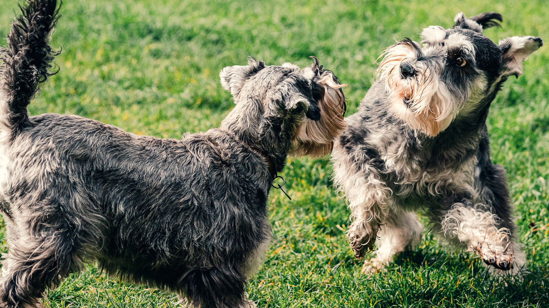 Creating a dog friendly garden!
