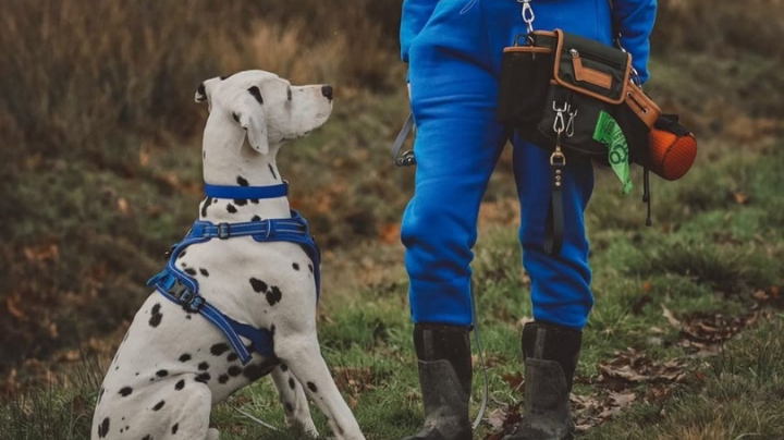 Calling all dog walkers, dog sitters and dog trainers…now is the time to say a big THANK YOU