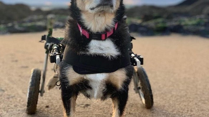 winstons wheels dog charity