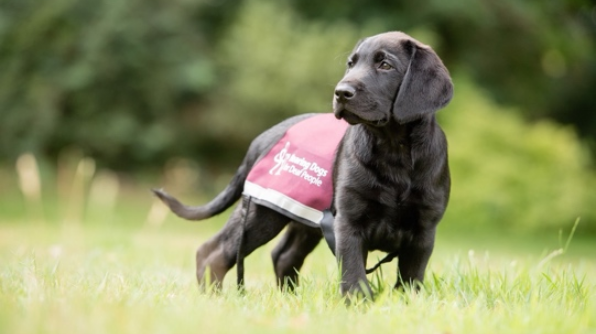 Hearing Dogs for Deaf People