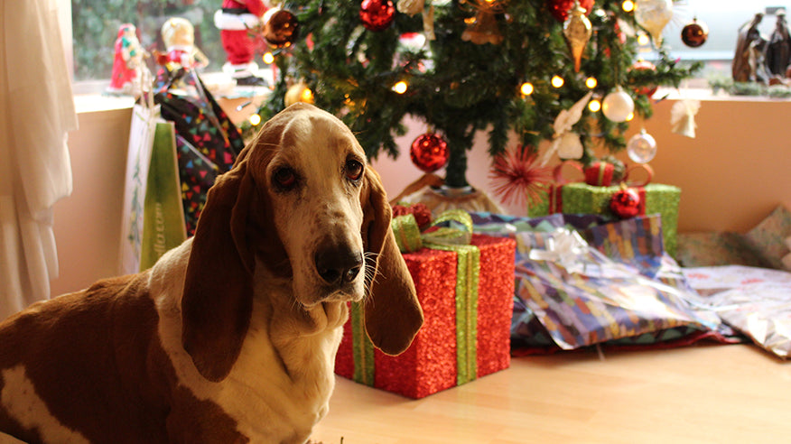 Christmas for Dogs