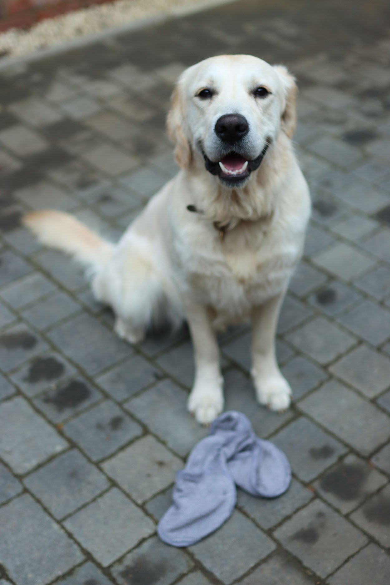 Dog Drying Mitt Barking Bags