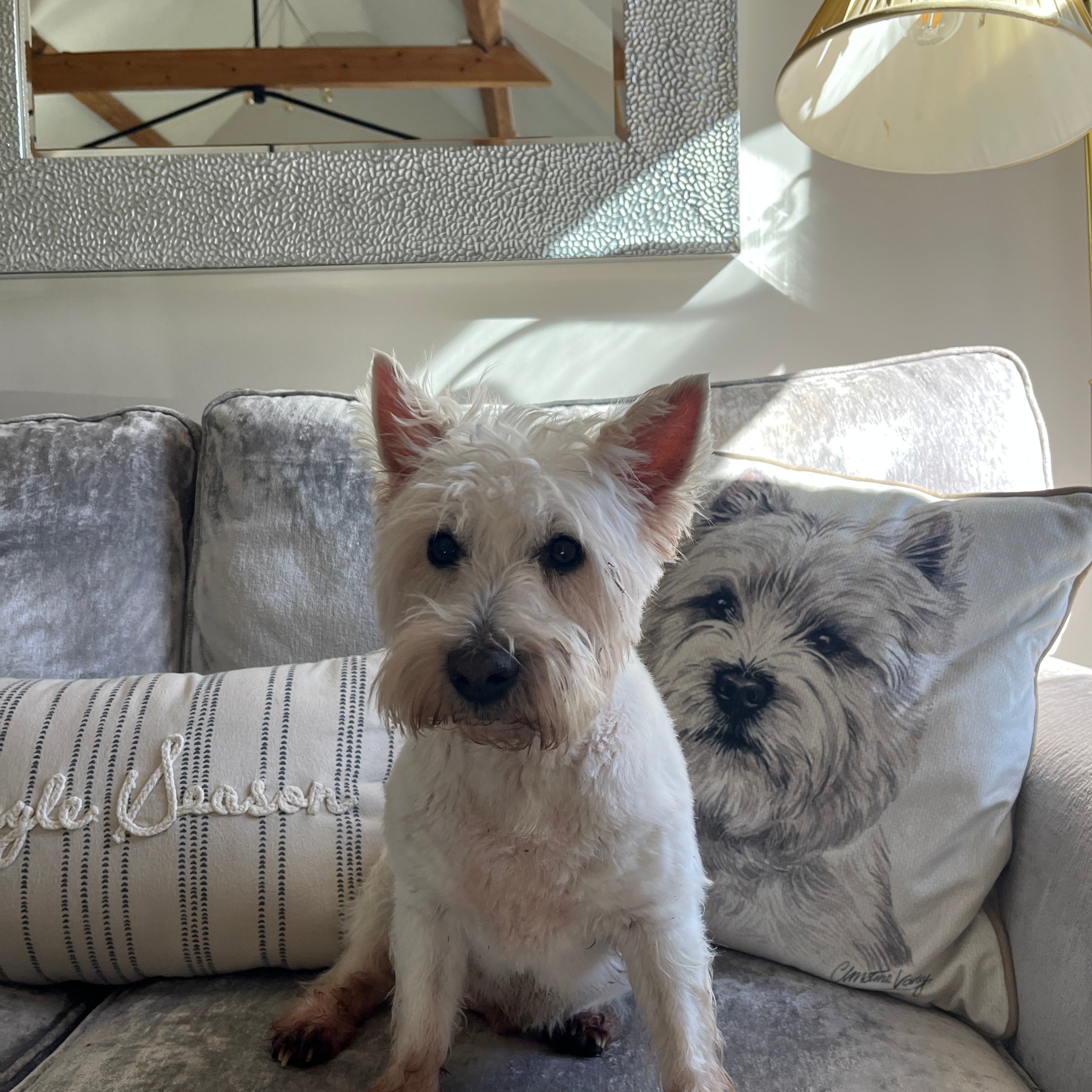 Custom Dog Photo Cushion - Square - Faux Suede Cushions Prodigi