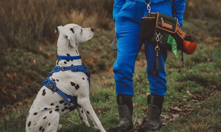 Calling all dog walkers dog sitters and dog trainers now is the time Barking Bags