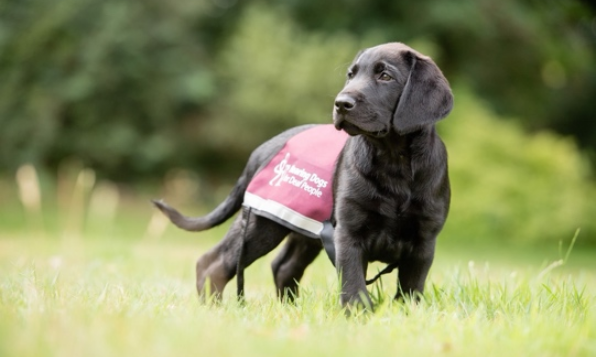 Hearing Dogs for Deaf People