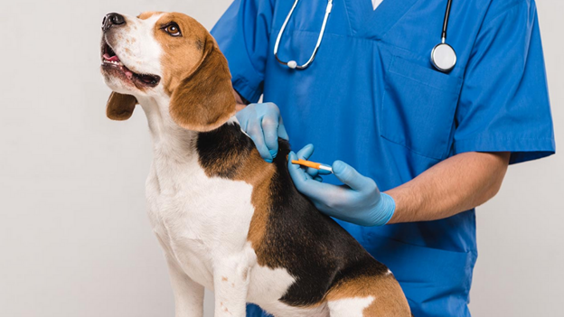 Microchipping Your Pets