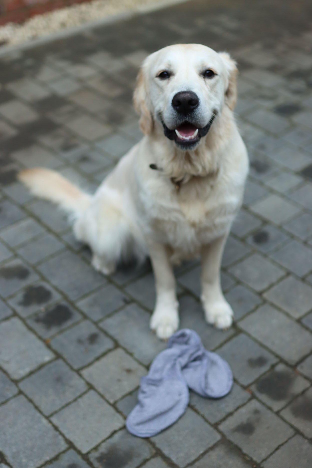 Dog Drying Mitt  Barking Bags   