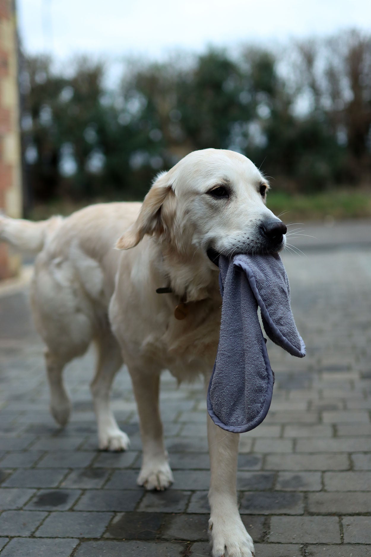 Dog Drying Mitt  Barking Bags   